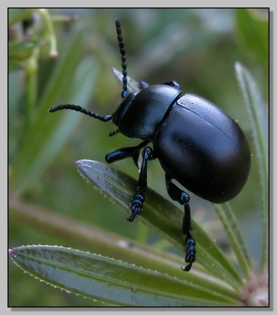 Cicadella, Scolia e Timarcha